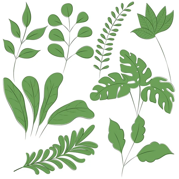 白い背景に8植物の花セット 植物相のハーブ 葉や枝 デザイン要素 — ストックベクタ
