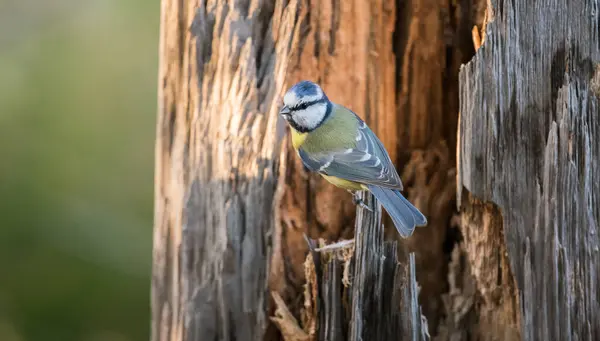 stock image Beautiful blue tit sitting on a birch branch with copy space.