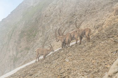 Group of ibex in the fog, capricorn on the rocky slope of a mountain. Swiss mountains, appenzell, wildlife. adult ibex on rocks. Summer,daytime. European wildlife, wildlife conservation. Nature. clipart