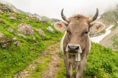 Yürüyüş yolunda durup kameraya bakan güzel bir İsviçre ineği. Dağlardaki güzel bir İsviçre ineğinin portresi. Bulutlu bir yaz günü. Kırsal alan. İneğin inek çanı var. Boynuzlar.