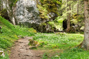 Summer view on the hiking trail 