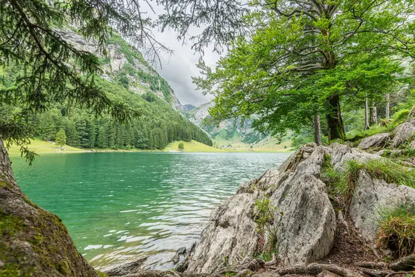 stock image Beautiful summer view of lake Seealpsee in the Swiss alps during summer. Rocks in the foreground. Leaves of a deciduous tree are hanging over the water. Seealpsee with natural framing.