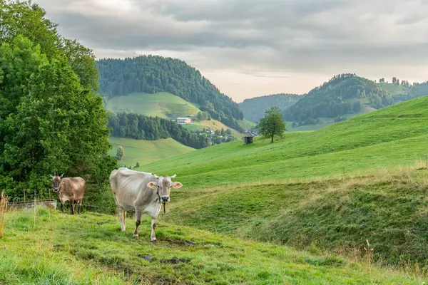 stock image idyllic view overlooking the green hills in Appenzeller region. Early morning view. Cows are standing in the foreground. Early morning warm morning light. hills in Appenzell, Switzerland.