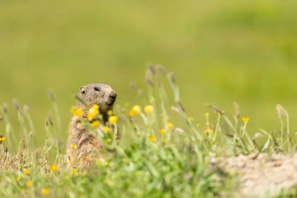 stock image Side view of a mountain marmot ( Murmeltier) in the Swiss Alps, during summer. The animal is sitting on the entrance of his nest. Wildlife picture, Mountains around Arosa, Switzerland. Copy space