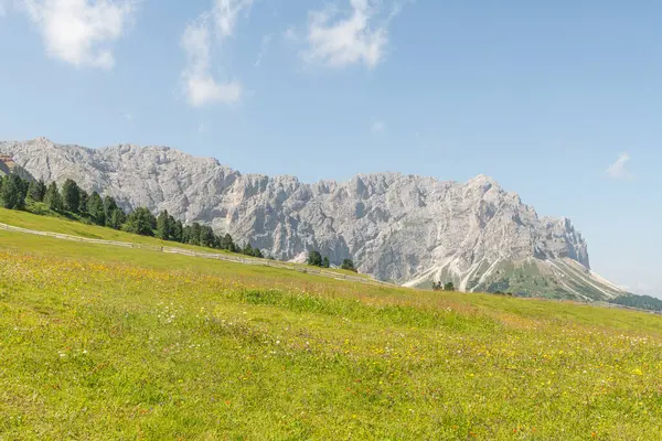 İtalyan dolomit dağlarının güzel yaz manzarası. Ön planda alp çayırı, arka planda kayalık İtalyan dağları. Güneşli bir yaz günü. Villn, Villnss Vadisi, Güney Tyrol.