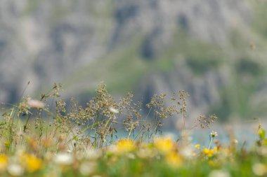 Close up view of seeds of wild grasses in an alpine meadow. Mountians in the background and a part of an alpine lake in the background. Some other white and yellow wild flowers in the background, out of focus. Environmental theme, wild nature. clipart