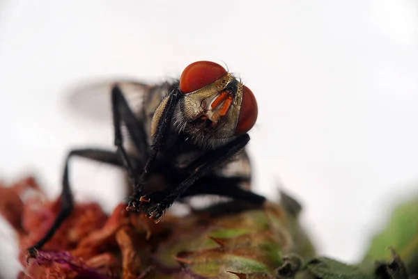 Flies Withered Flower — Stock Photo, Image