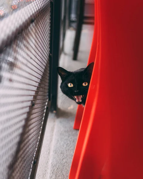 Kočičí Mňoukání Kameru — Stock fotografie