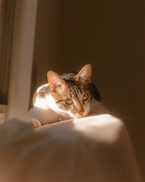 Katt Liggande Sängsidan — Stockfoto