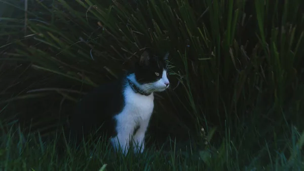 풀밭에 고양이 — 스톡 사진