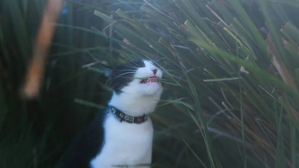 Кіт Зеленому Полі Домашня Тварина — стокове фото