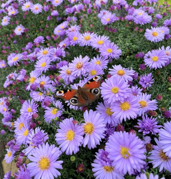 beautiful purple flowers and butterfly in the garden