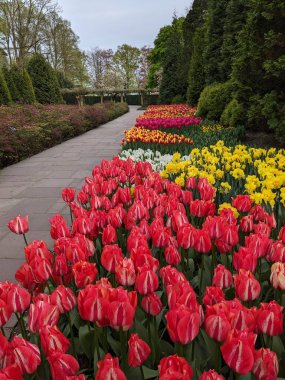 Hollanda, Keukenhof Park 'ta kırmızı, sarı ve beyaz çiçeklerle çevrili manzaralı bir lale yolu. Düzenli düzenlenmiş çiçek sergisi yemyeşil ve uzun ağaçları tamamlayarak huzurlu ve davetkar bir bahçe manzarası yaratıyor..