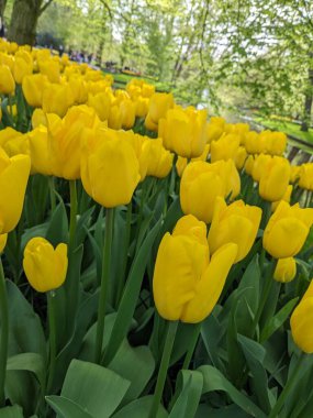Hollanda 'daki Keukenhof Park' ta canlı bir altın lale tarlası. Ayışığı çiçekleri yeşil yapraklarla çok güzel zıtlaşır. Dünyanın en ünlü çiçeklerinden birinde baharın özünü yakalar..