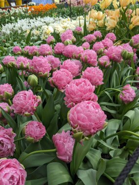Keukenhof 'daki hassas pembe lalelerden oluşan yakın plan bir fotoğraf. Karmaşık taç yapraklarını ve gür yeşil yapraklarını gözler önüne seriyor. Yumuşak pastel renkler dünyanın en ünlü çiçek parklarından birinde romantik bir bahar havası yaratır..