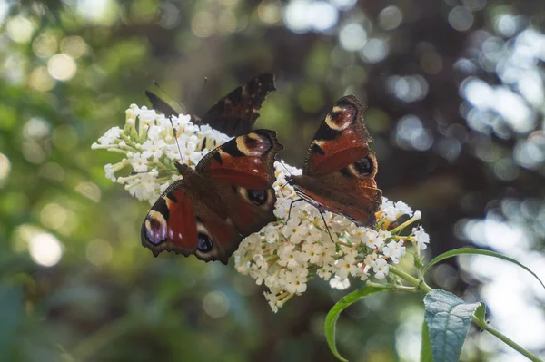 Lote Pavo Real Europeo Mariposa Aglais Flores Blancas Buddleja Davidii — Foto de Stock