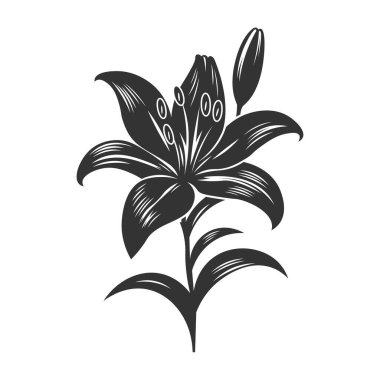 Güzel zambak çiçeği silueti botanik çalışmanı geliştirmek için, çeşitli yaratıcı projeler için mükemmel..