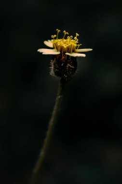Güzel botanik fotoğrafı, doğal duvar kağıdı.