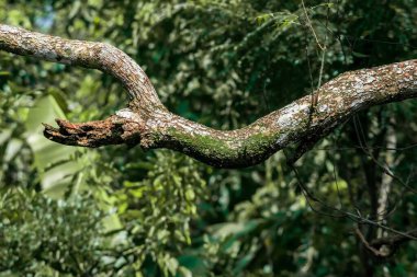 Bir ağaç gövdesinin yakın plan çekimi.