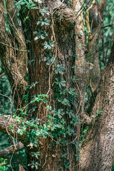 Les Racines Les Branches Bouleau Dans Forêt Sur Les Rives — Photo