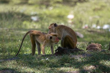 Ormandaki şirin bebek maymun.