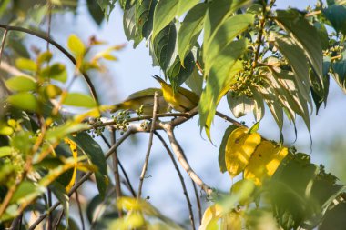 Bahçedeki ağaçta yeşil zeytin