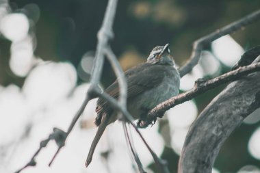 Güzel kuş küçük yaşlı ağaç dalında vahşi yaşam kuş fotoğrafçılığı