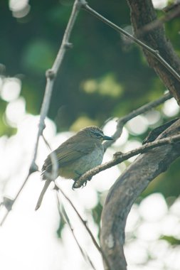 Küçük orman yeşili doğa fotoğrafında yaşlı ağaçtaki güzel kuş.