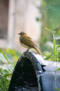 Kahverengi kuş doğada siyah kova üzerinde fotoğraf arkaplan yeşil doğa