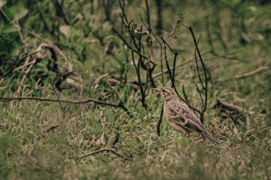 Ormandaki bir kuşun yakın çekimi.