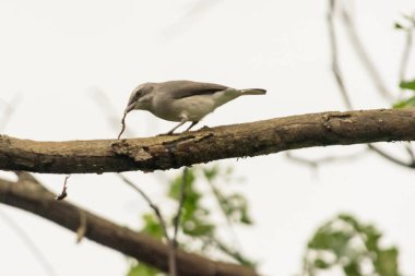 beyaz - göğüslü nuthatch (sitta europaea )