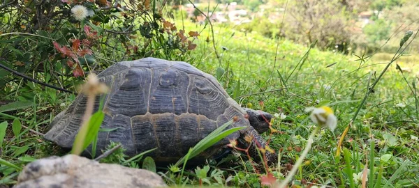 Черепаха Лесу Природа — стоковое фото