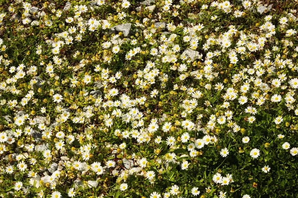 Stock image spring and chamomile, bird paradise