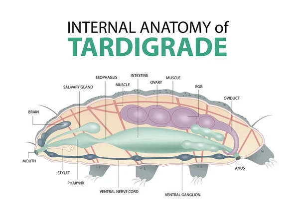 Internal Anatomy Tardigrade — Stock Vector
