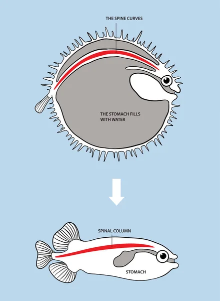 Иллюстрация Надутой Инфографики Рыбы — стоковый вектор