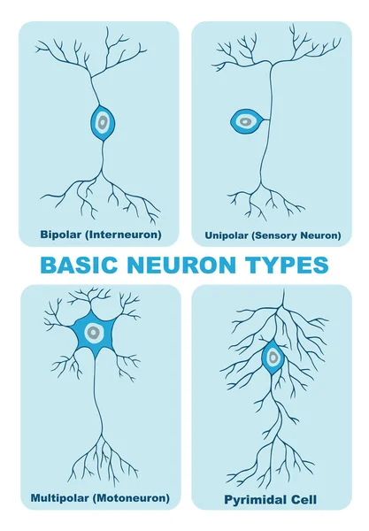 Ilustración Los Tipos Básicos Neurona — Vector de stock