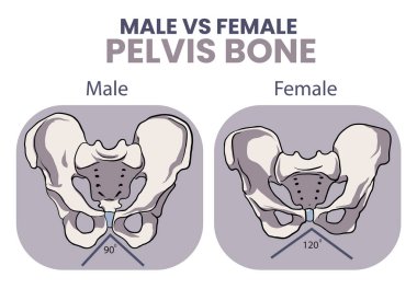 illustration of male vs female pelvis bone comparison clipart