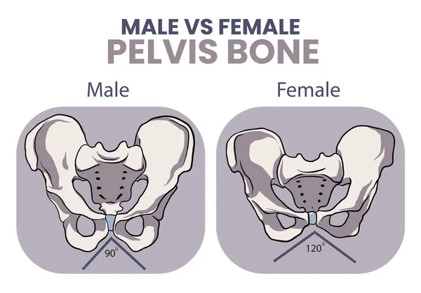 Illustration Male Female Pelvis Bone Comparison — Stock Vector