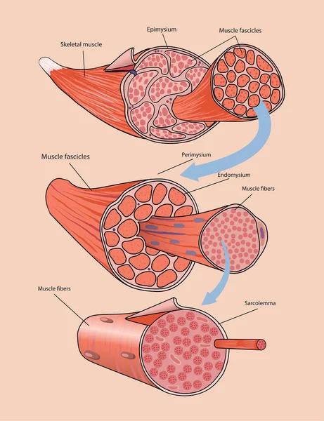 Illustrazione Dell Anatomia Del Muscolo Scheletrico — Vettoriale Stock