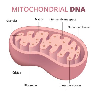 Mitokondriyal DNA anatomisi tasviri