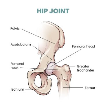 Kalça eklemi parçalarının gösterimi