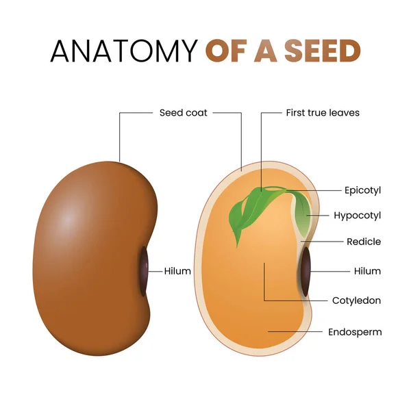 stock vector illustration of bean seed anatomy
