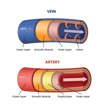 illustration of vein and artery structures diagram clipart