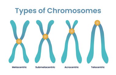 illustration of four chromosomes types clipart
