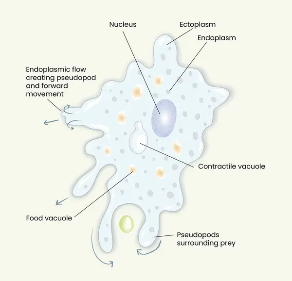 Amip anatomisi diyagramının gösterimi