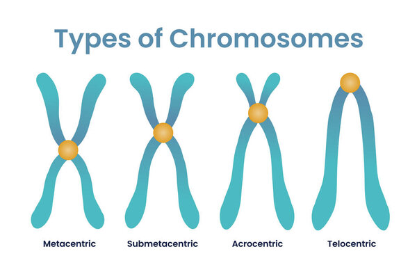 illustration of four chromosomes types