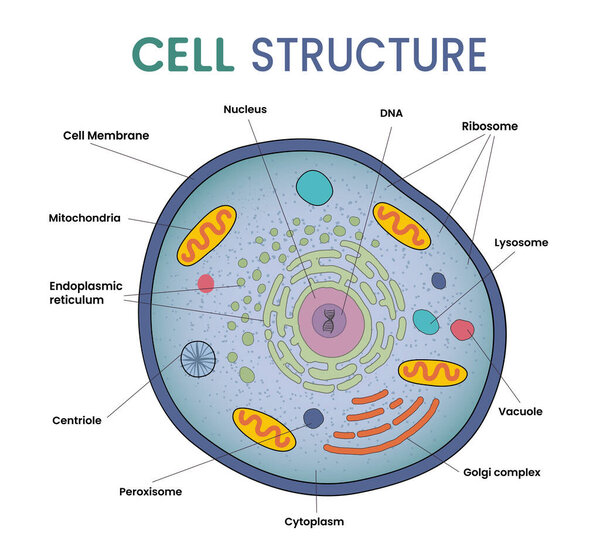 illustration of cell structure infographic