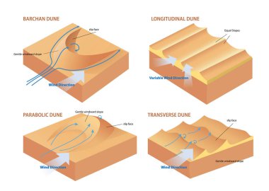 types of dune cross section diagram illustration clipart