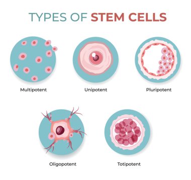 types of stem cells illustration clipart