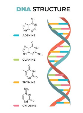 DNA yapısı bilgisinin gösterimi
